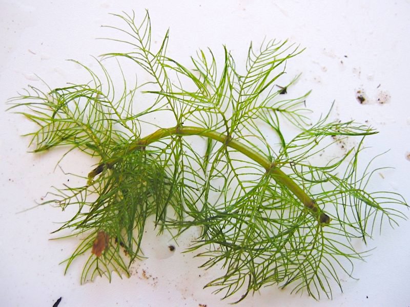 milfoil