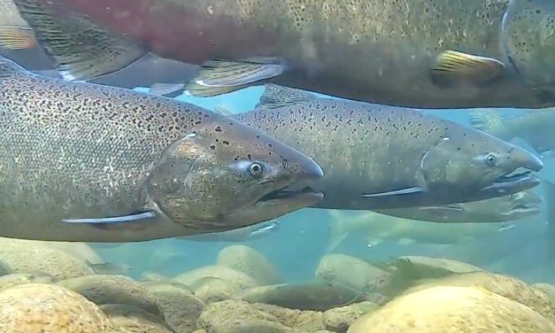 Return of salmon part of Columbia River Treaty negotiations