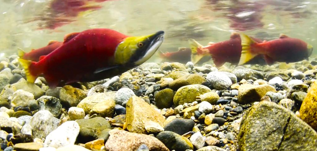 Columbia River Salmon Reintroduction Initiative