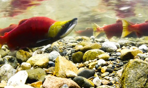 First Nations get seat at Columbia River negotiations