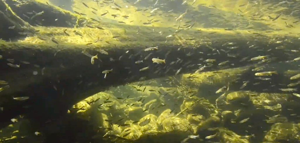 Columbia River Salmon Reintroduction Initiative