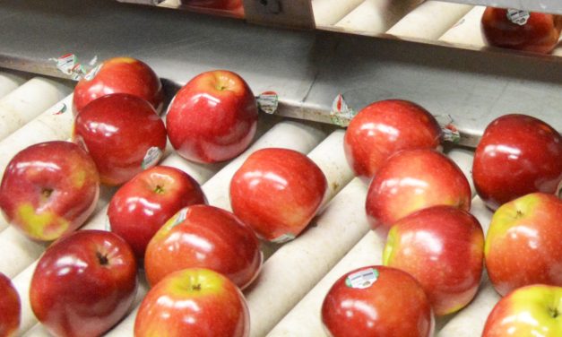 BC Tree Fruits guaranteeing apple prices
