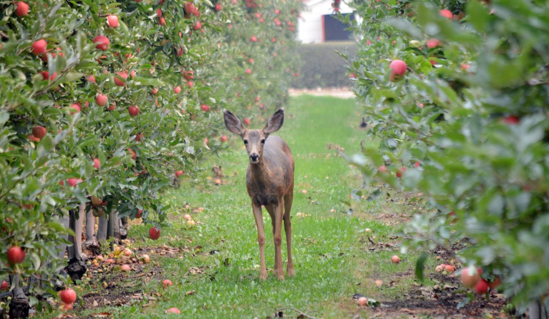 Deer shooting case in Oliver delayed once again