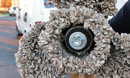 Okanagan lakes remain free of invasive mussels 