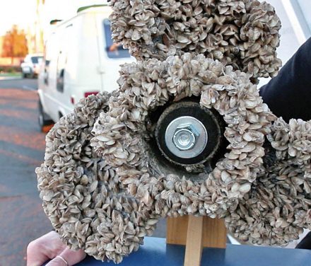 Okanagan lakes remain free of invasive mussels 