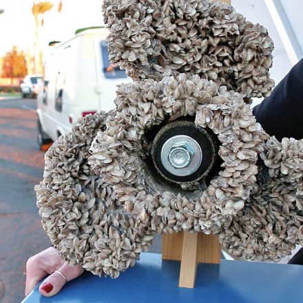 Big push to stop invasive mussels at the border