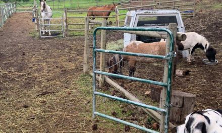 Regional directors deny small animal sanctuary