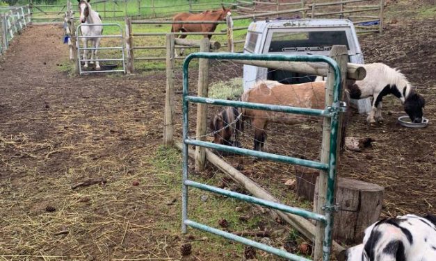 Animal sanctuary raises concern in Willowbrook