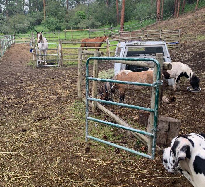 Animal sanctuary raises concern in Willowbrook