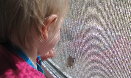 Mid-summer is the time for insect eating bats