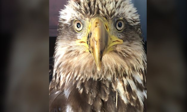 Eagles injured unnecessarily on Haida Gwaii
