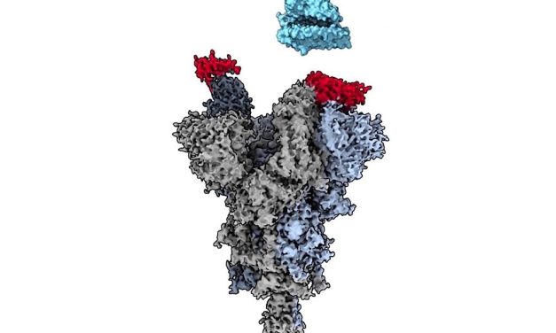 UBC researchers discover COVID-19 ‘master keys’