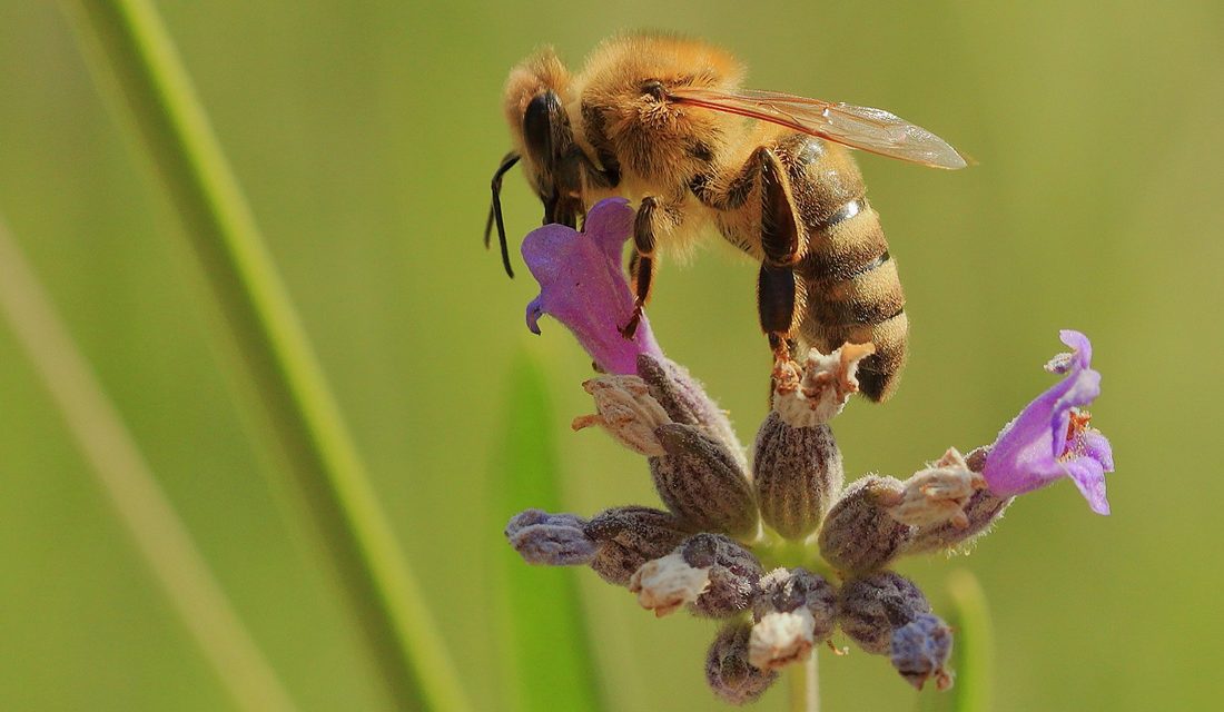 SFU researchers trial new honeybee protection