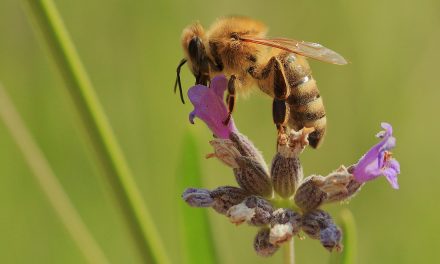 SFU researchers trial new honeybee protection