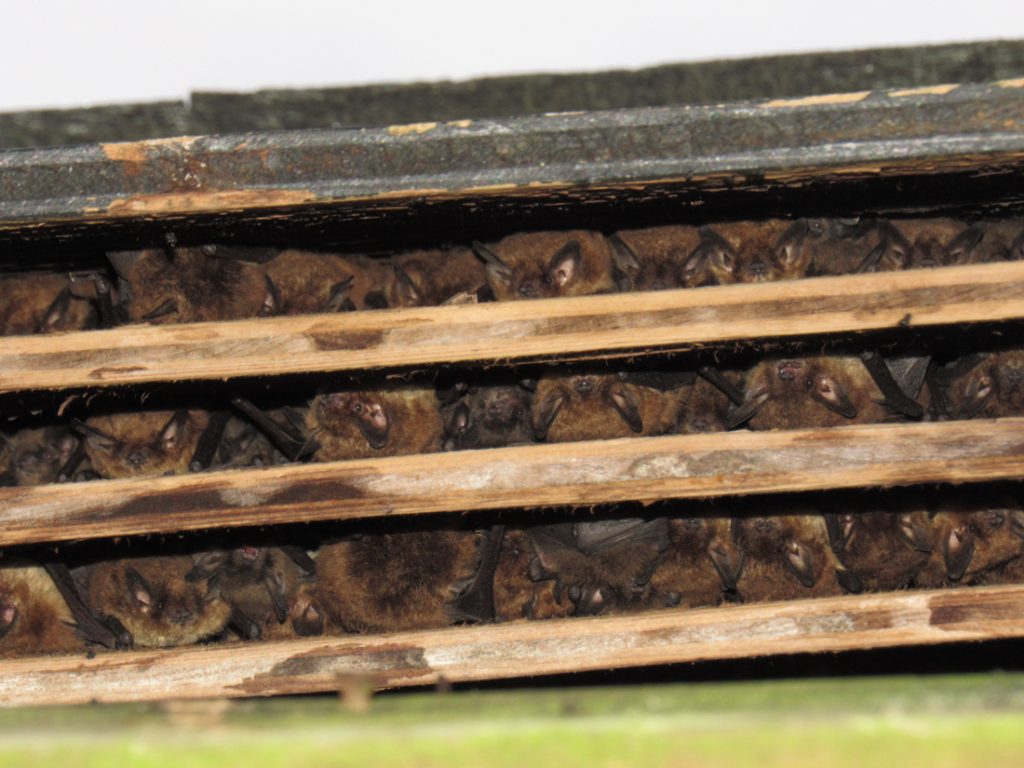 sheltering bats