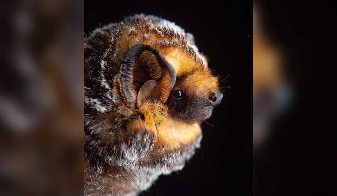 Shedding light on bats in the Okanagan Valley