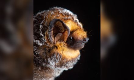 Shedding light on bats in the Okanagan Valley