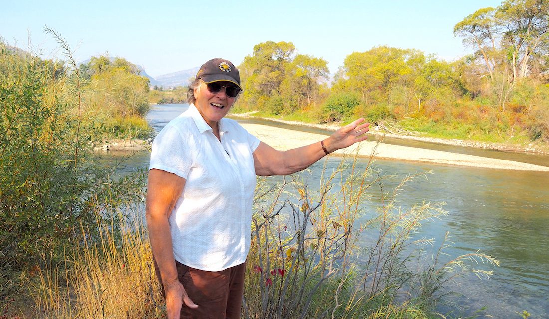 Record year for sockeye salmon returning to Okanagan