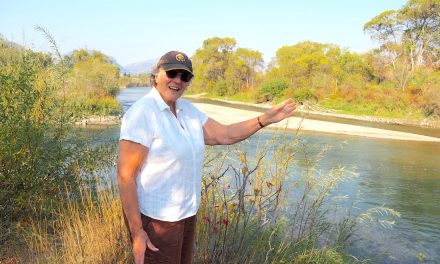 Record year for sockeye salmon returning to Okanagan