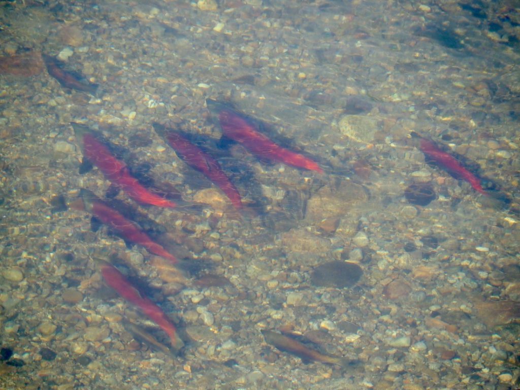 Spawning salmon