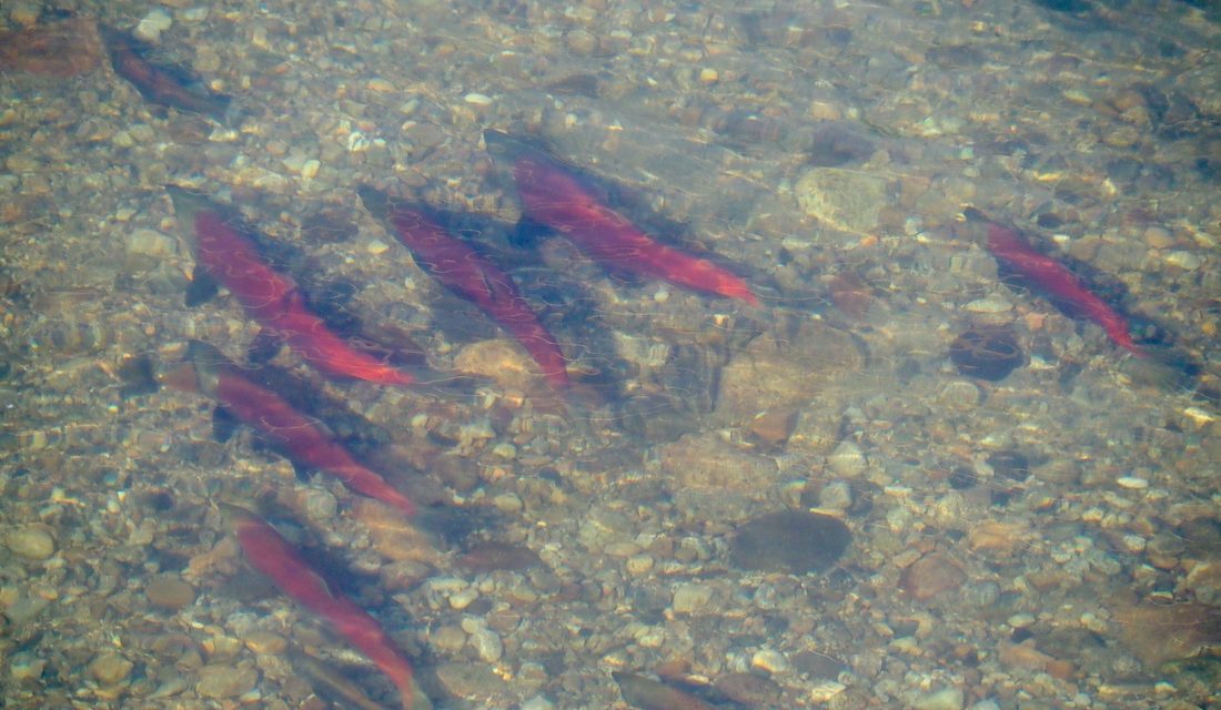Okanagan water board calls out feds on invasive mussel funding
