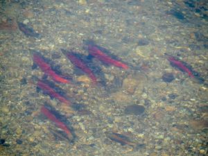 Spawning salmon 