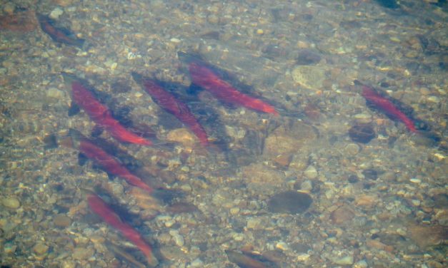 Okanagan water board calls out feds on invasive mussel funding