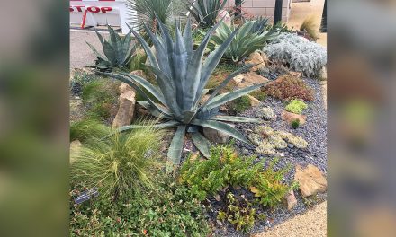 Town of Oliver seeks grant for xeriscape garden