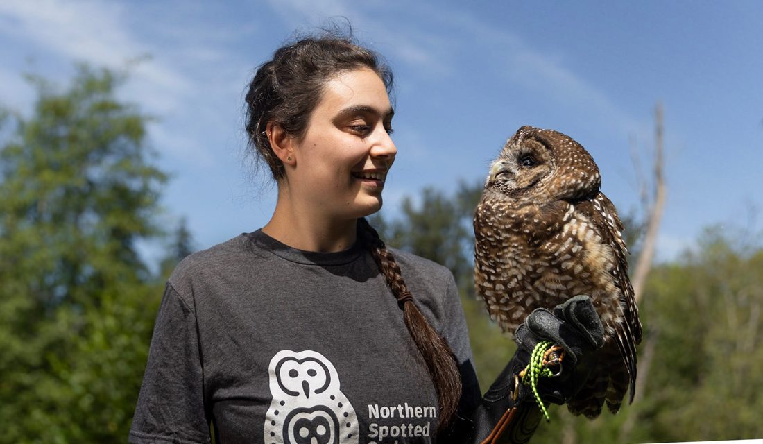 First ever captivebred spotted owls released into wild TimesChronicle.ca
