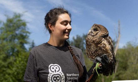 First ever captive-bred spotted owls released into wild