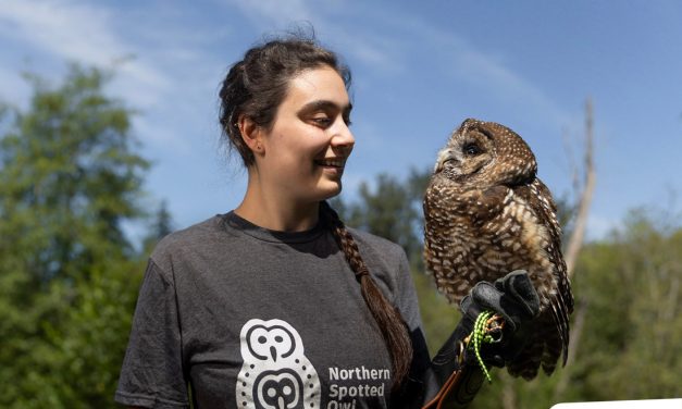 First ever captive-bred spotted owls released into wild