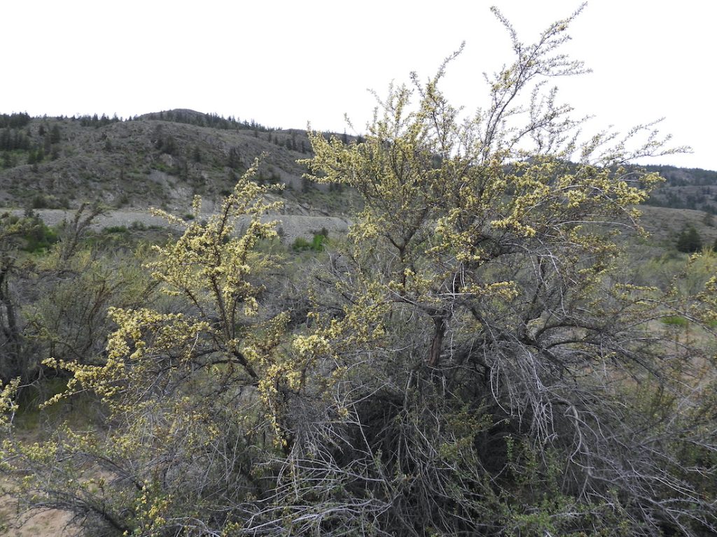 Antelope brush in bloom