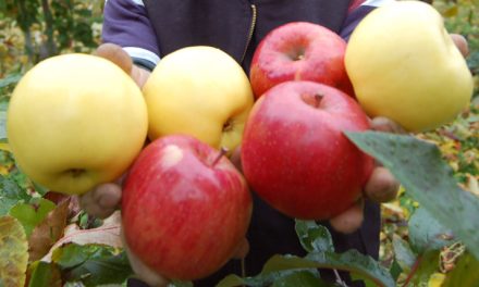 Okanagan apple growers receive $2.5M funding