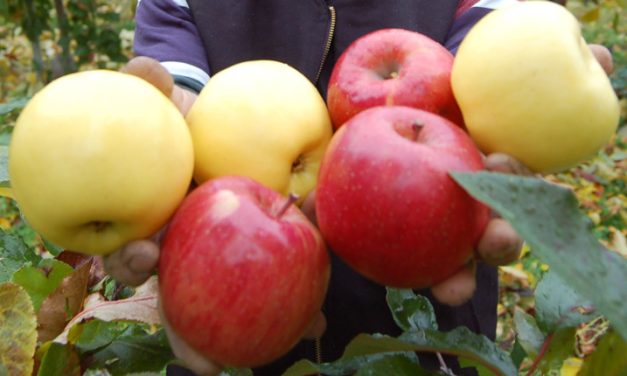 Okanagan apple growers receive $2.5M funding