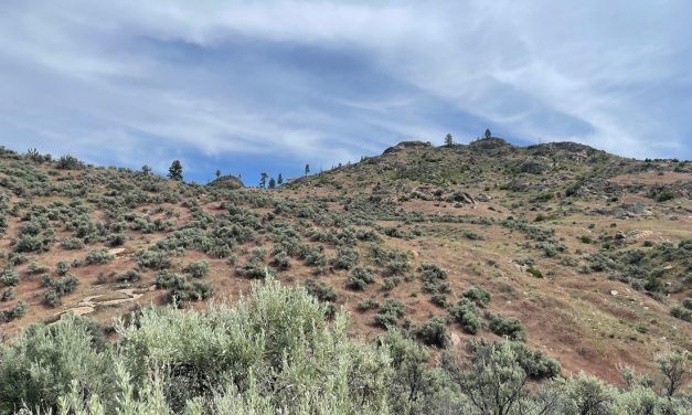 Wildlife to have year-round access to water
