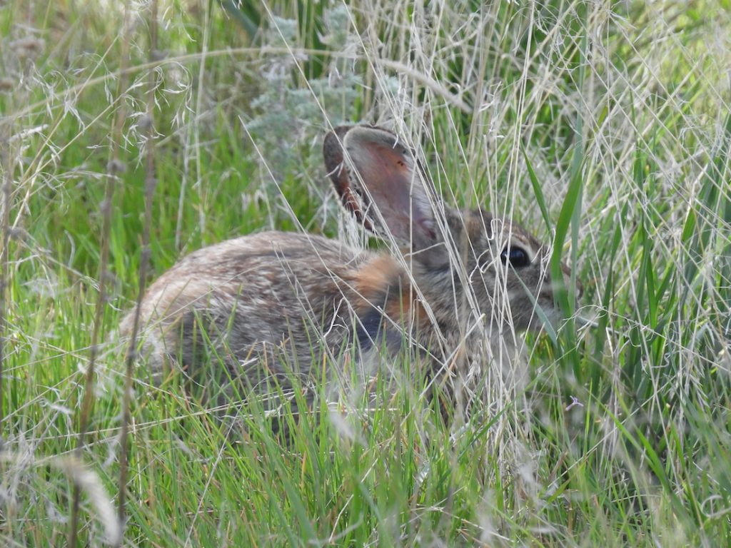 Nuttall's Cottontail