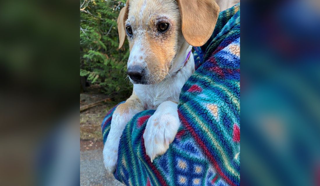 Letter to the Editor: Puppy abandoned