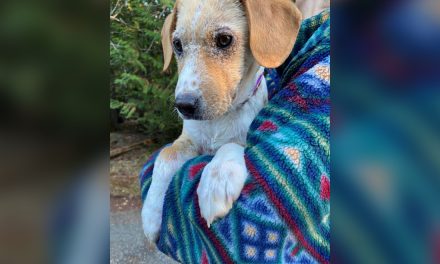 Letter to the Editor: Puppy abandoned