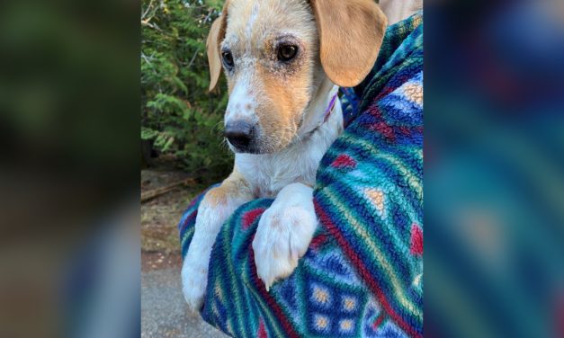 Letter to the Editor: Puppy abandoned