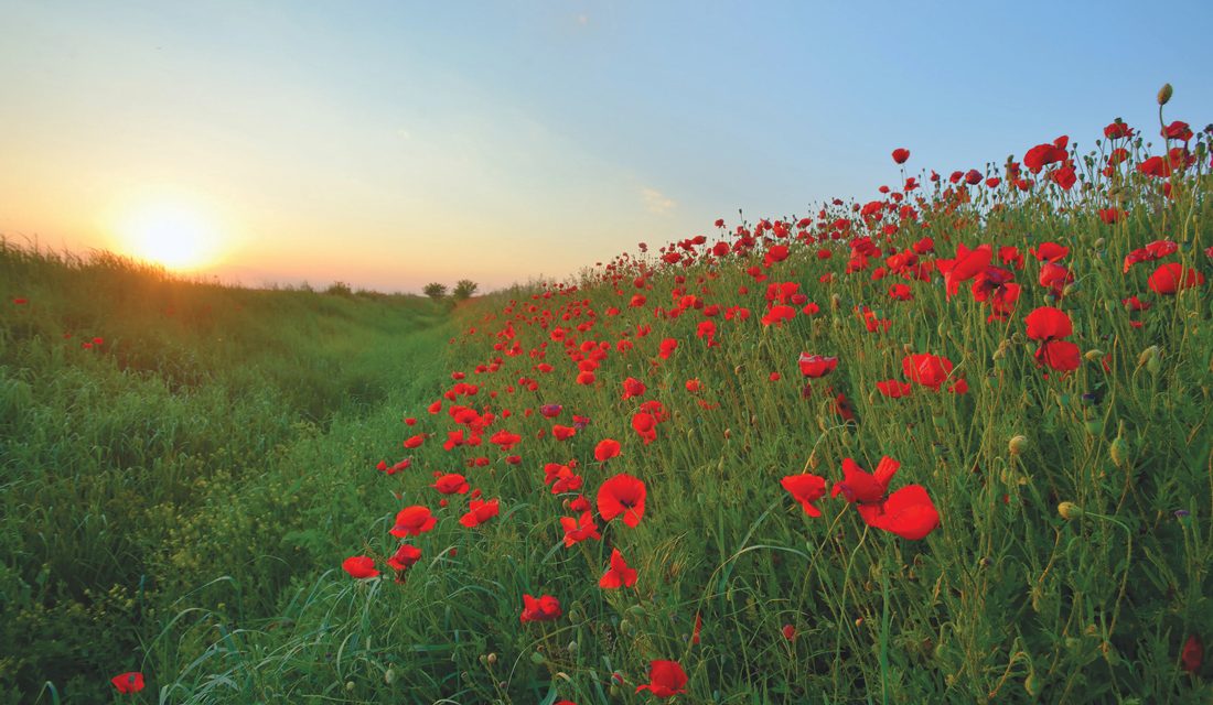 Remembrance poem tells of soldiers’ sacrifices