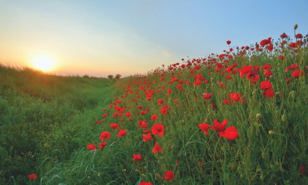 Remembrance poem tells of soldiers’ sacrifices