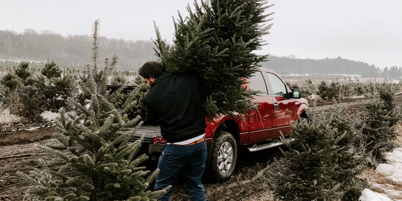 Christmas tree shortage as fewer trees planted now TimesChronicle.ca