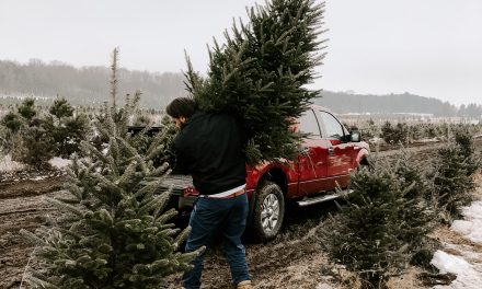 Christmas tree shortage as fewer trees planted now