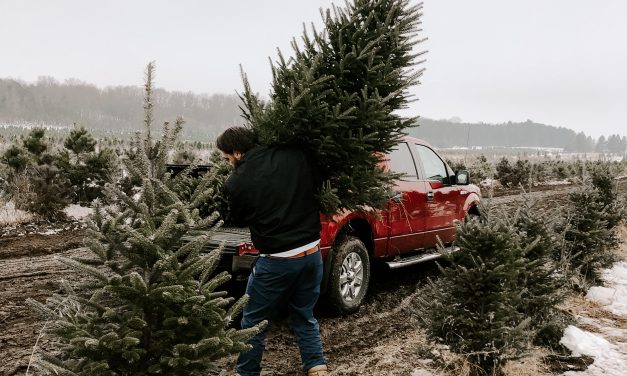 Christmas tree shortage as fewer trees planted now