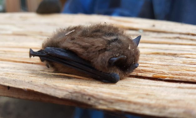 Public asked to help as bat crisis brewing