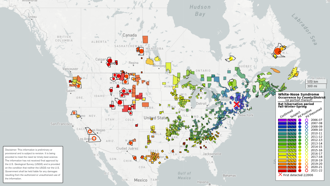 white nose syndrome bats