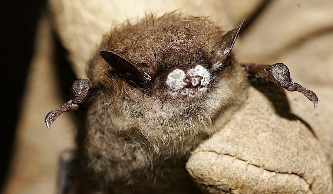 Fungus causing white-nose syndrome found again in BC