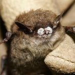 Fungus causing white-nose syndrome found again in BC