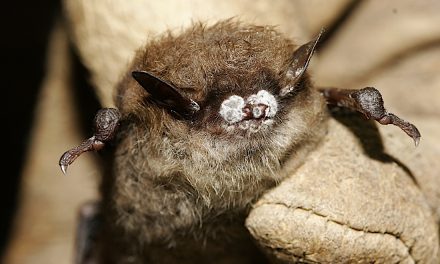 Fungus causing white-nose syndrome found again in BC