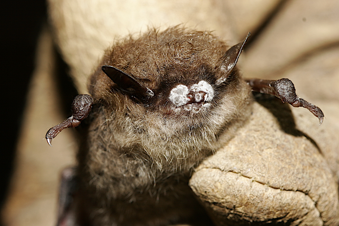 bat white nose syndrome